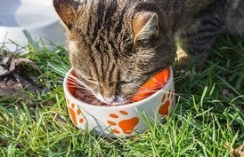 L'importance de l'alimentation humide pour votre chat
