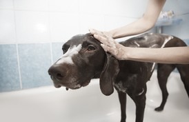 L'hygiène de votre chien, nos conseils