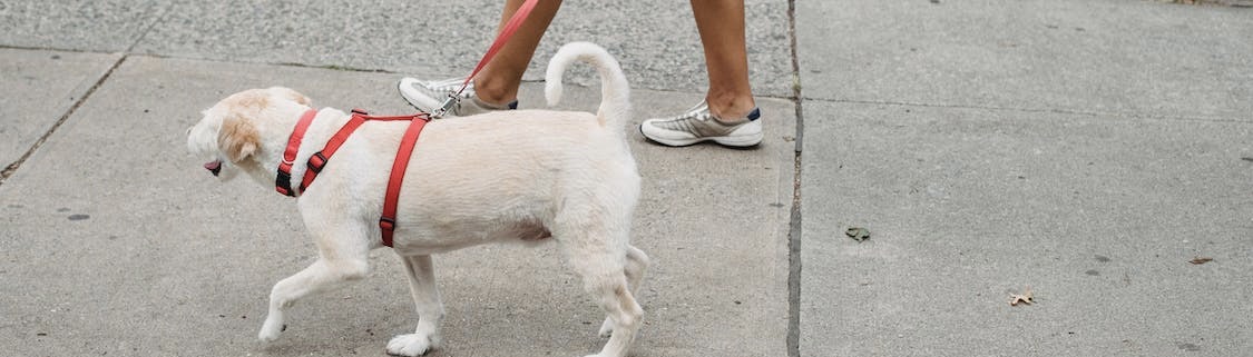 Comment trouver un dogsitter ?