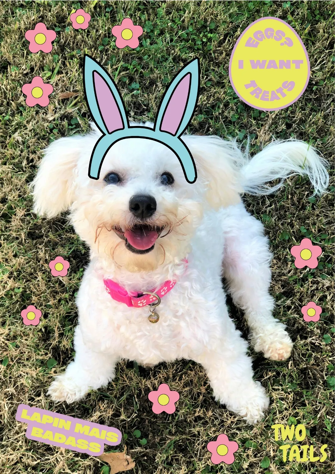 Bichon Two Tails